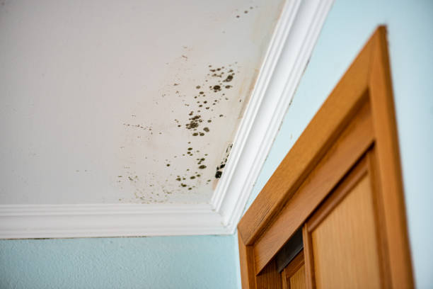 Attic Mold Removal in Metamora, IL