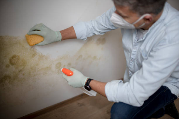 Best Mold Removal and Inspection  in Metamora, IL