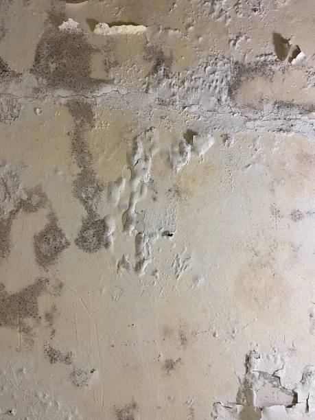 Best Mold Damage Repair  in Metamora, IL