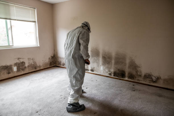 Best Emergency Mold Removal  in Metamora, IL