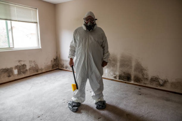 Mold Removal and Inspection in Metamora, IL