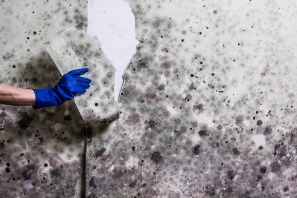 Best Best Mold Removal Companies  in Metamora, IL